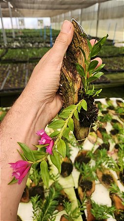 DENDROBIUM LAWESII PLANTA ADULTA