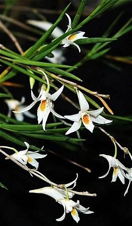Dendrobium exile