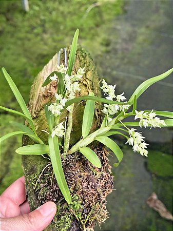 Dendrobium compactum