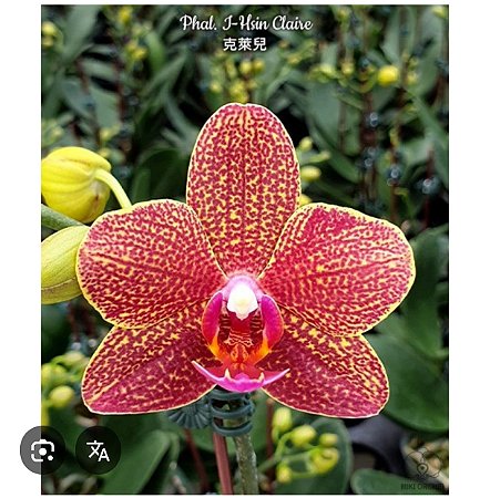 PHALAENOPSIS I-HSIN CLAIRE