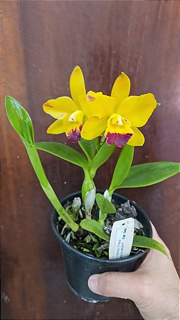 RTH NETRASIRI PRADA GOLDRICH AM/ RTH