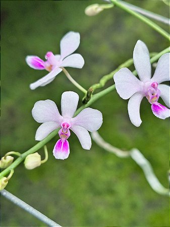 PHALAENOPSIS LOWII X DELICIOSA