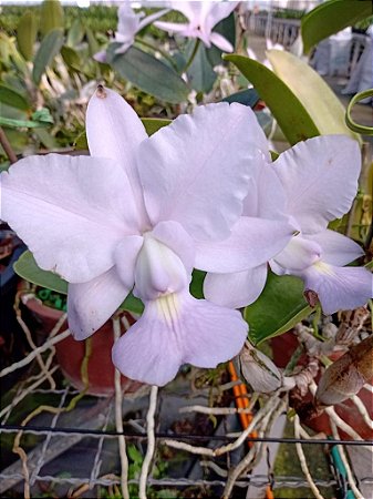 CATTLEYA WALKERIANA COERULEA " EDWARD´S X MARIMBONDO ( ADULTA )