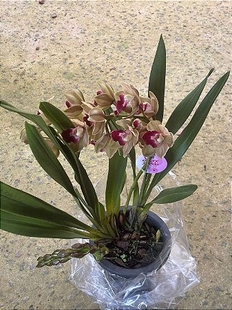 CYMBIDIUM SPRING WIND - PENDENTE