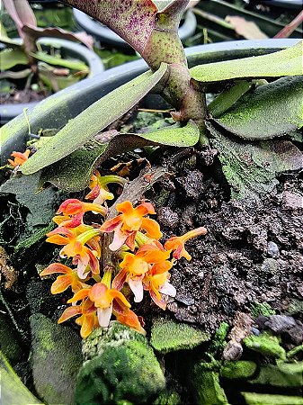 Robiquetia aberrans (Malleola baliensis)