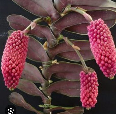 Robiquetia cerina