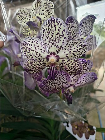VANDA IMPORTADA #1