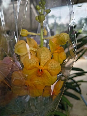 VANDA IMPORTADA #2
