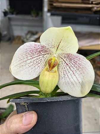 Paphiopedillum " GREYI X WILBUR CHANG "
