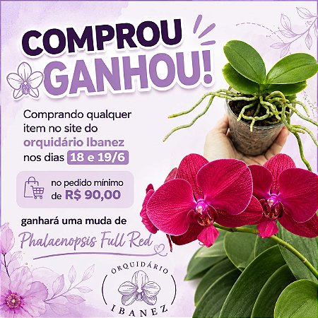 PHALAENOPSIS FULL RED ( MUDA )