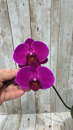 PHALAENOPSIS QUEEN ( ROXA )