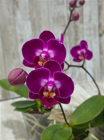 Phalaenopsis Younghome Focus ( Mini )