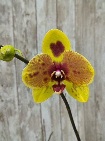 PHALAENOPSIS PHOENIX