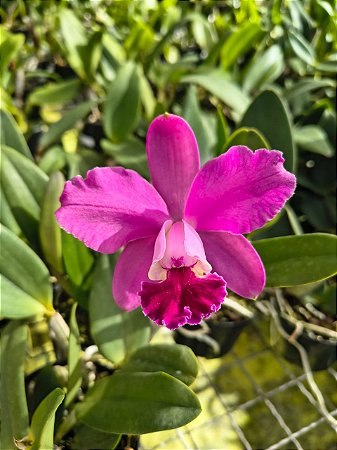 CATTLEYA DOLOSA RUBRA ( POTE 10 ) PRE ADULTA