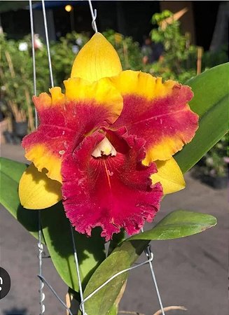 RLC SIAN FANCY #2 ( POTE 10 ) PRE ADULTA