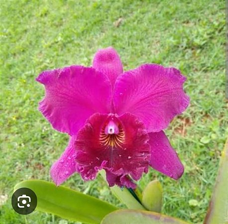 BLC EDISTO " NEW BARRY " ( POTE 10 ) PRE ADULTA