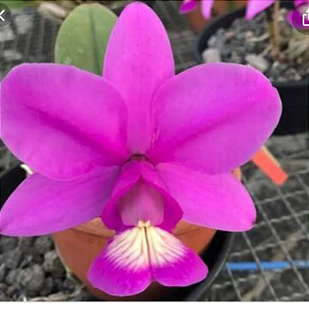 CATTLEYA NOBILIOR TIPO CORTE NA MADEIRA