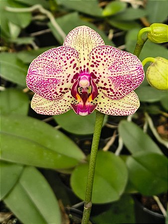 PHALAENOPSIS SUNSET FAIRY ( KLEOPATRA )