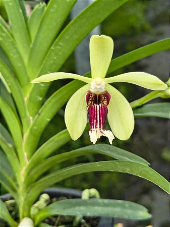 VANDA CRISTATA X VANDA BARNESII