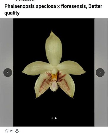 PHALAENOPSIS FLORESENSIS X SPECIOSA ( LOTE A FLORIR )