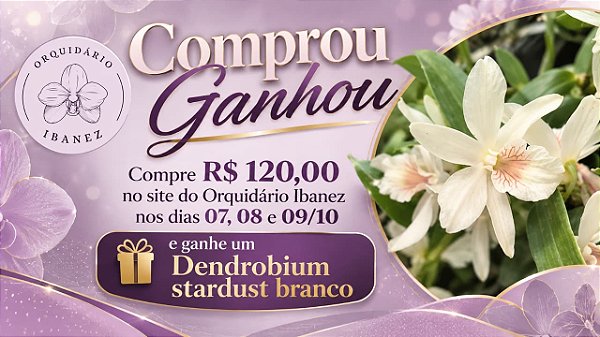 DENDROBIUM STARDUST BRANCO