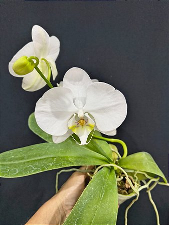 PHALAENOPSIS ALBA HIBRIDO