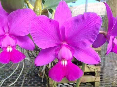 CATTLEYA WALKERIANA CAROLA X C. WALKERIANA CAPELINHA