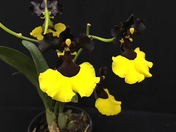 Oncidium Mulata Dancing  especie  ( PRE  ADULTA )