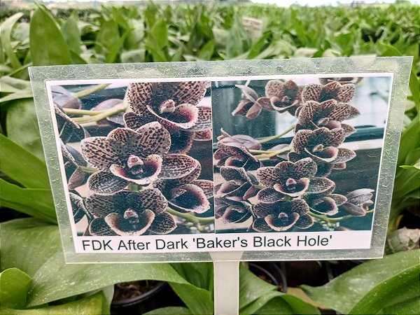 FDK  After Dark " Backer s " ( catasetum )