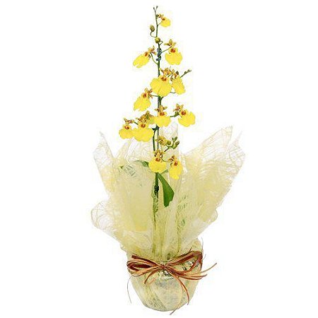 Mini Orquídea Chuva de Ouro - Mariza Flores