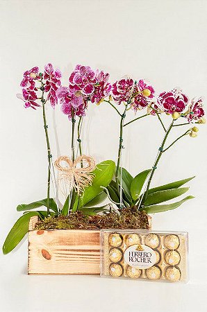 Jardineira de orquídeas exóticas com Ferrero Rocher