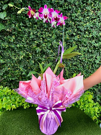Orquídea Denphal