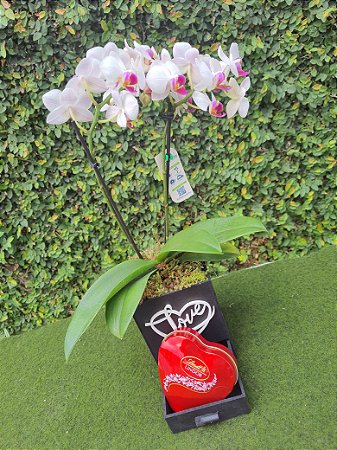 Mini Orquídea Love com lindt
