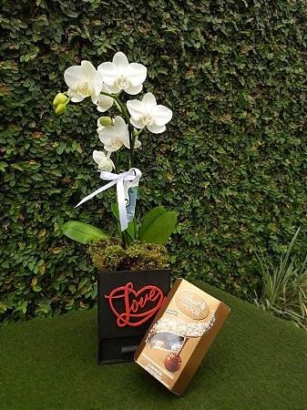 Mini Orquídea Branca Love com Lindt Sortido