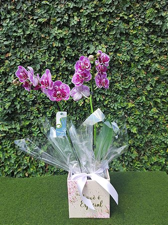 Mini Orquídea Phalaenopsis Cachepot