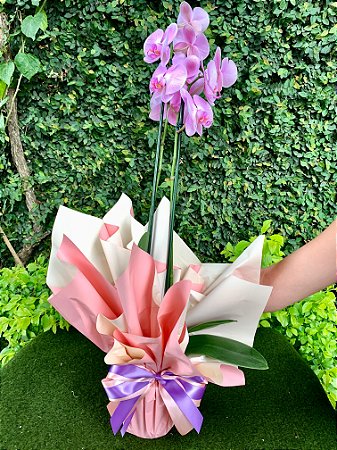 orquídea phalaenopsis reta lilás 2 hastes