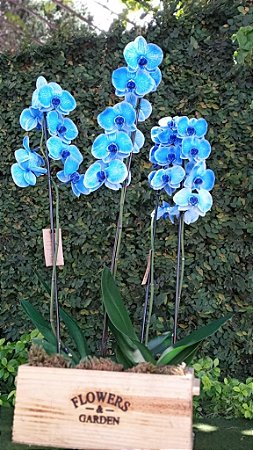 LUXUOSA ORQUÍDEA AZUL NO CACHEPOT
