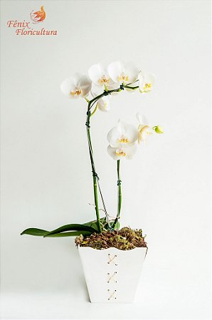 Deslumbrante Phalaenópsis Branca 2 Hastes no Vaso - Mariza Flores