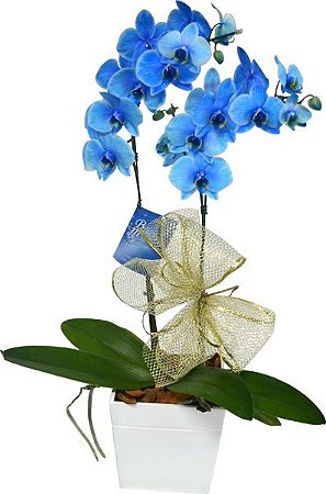 Orquídea  phalaenopolis Azul Místico