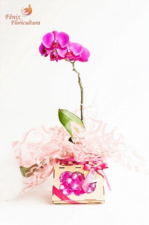 Orquídea Phalaenopsis Pink Presente Com Chocolate - Mariza Flores