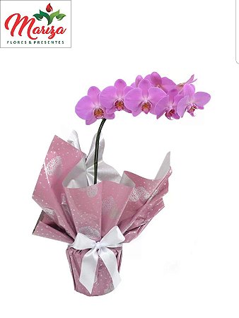 Orquídea Phalaenopsis Plantada Lilas 1 Haste