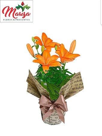 Lírio Laranja plantado