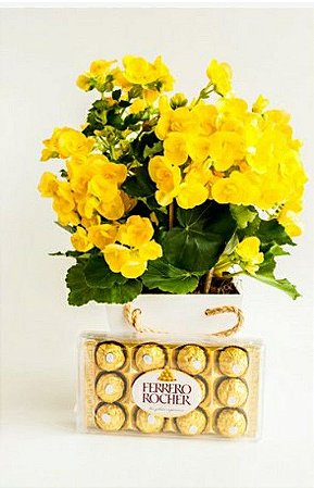 Begônia Amarela com Ferrero Rocher Entrega Zona Oeste e Região - Mariza  Flores