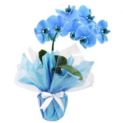 Orquídea Azul - Mariza Flores