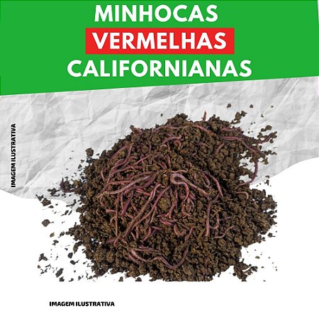 Minhocas Vermelhas Californianas (300 UNIDADES) Belo Horizonte MG