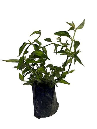 2 Mudas de  Anador - Planta Medicinal