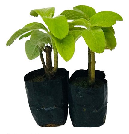 2 Mudas Boldo De Jardim -  Plectranthus Barbatus No Saquinho