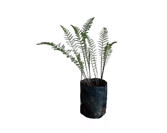 Muda Novalgina - Achillea Millefolium
