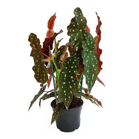 Begônia Maculata Grande Planta Natural