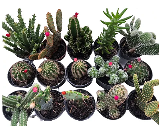 Unidade Mini Cacto para decoração Sortido